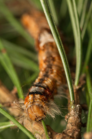 Dendrolimus piniの写真素材
