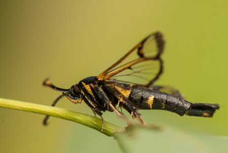 Synanthedon spheciformis