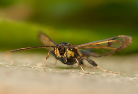 Synanthedon spheciformisの写真素材