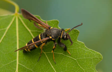 Paranthrene tabaniformisの写真素材