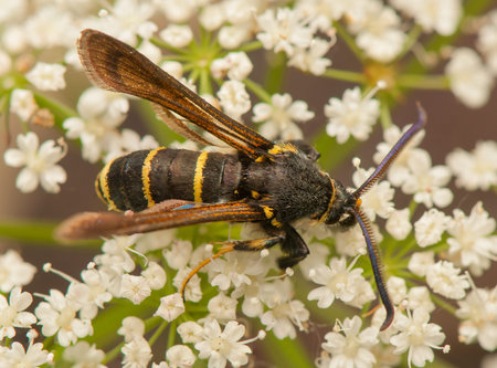 Paranthrene tabaniformis