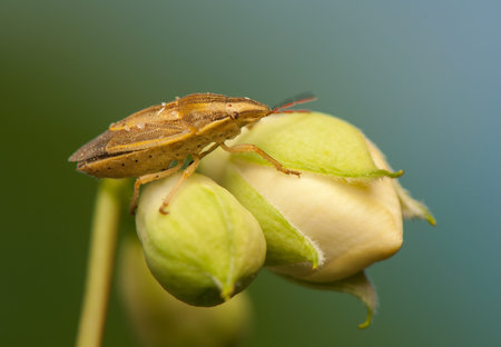 Aelia acuminata