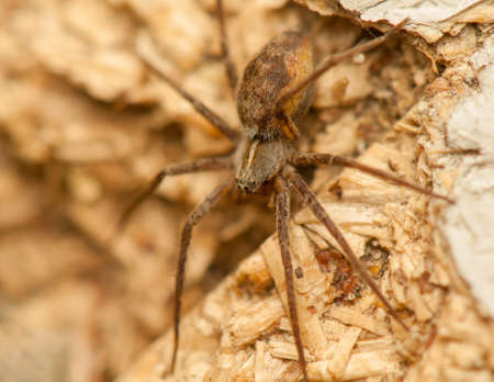 Pisaura mirabilisの写真素材