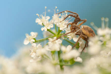 Pisaura mirabilisの写真素材