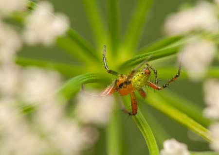 Araniellaの写真素材
