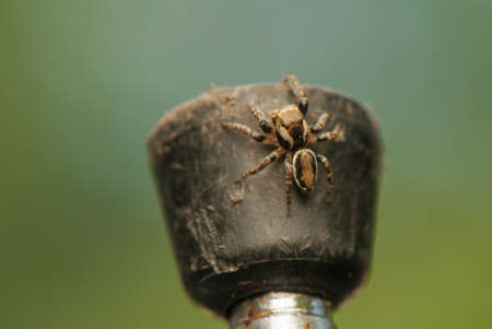 Evarcha falcataの写真素材