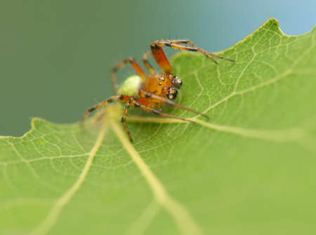 Araniellaの写真素材