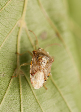 Elasmucha grisea