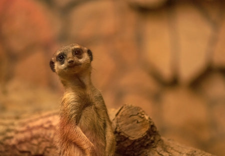 Suricata suricatta