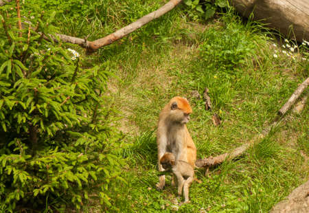 Monkeysの写真素材