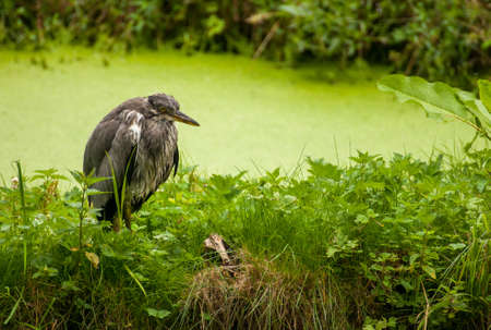 Ardea cinereaの写真素材