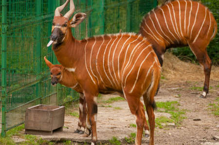 Tragelaphus eurycerusの写真素材