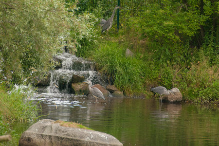 Ardea cinerea