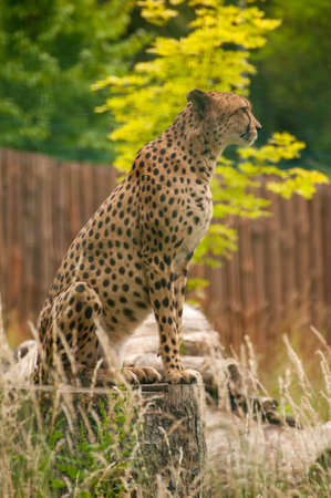 Acinonyx jubatusの写真素材