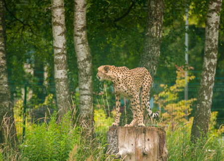 Acinonyx jubatusの写真素材