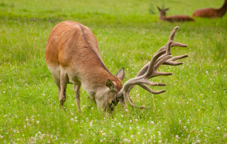Cervus elaphusの写真素材