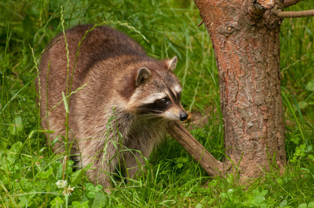 Procyon lotorの写真素材