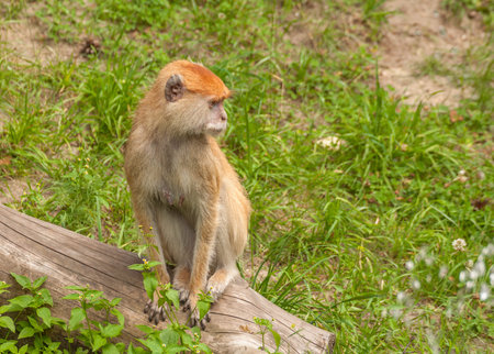 Monkey