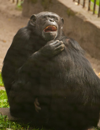 Chimpanzee