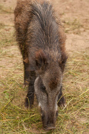 Sus scrofaの写真素材