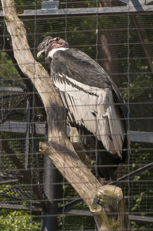 Vultur gryphus