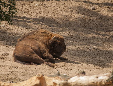 Bison bonasus