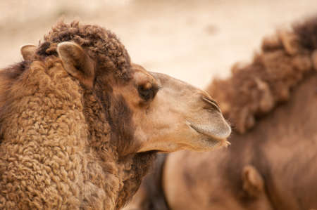 Camelusの写真素材