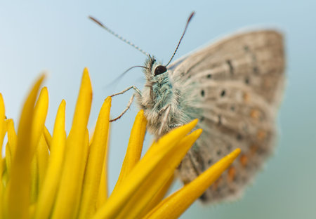 Polyommatus icarus