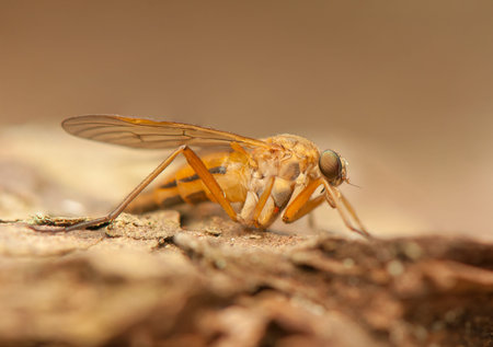 Rhagio