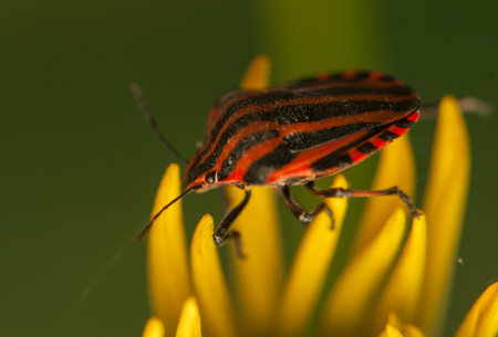 Graphosoma lineatumの写真素材