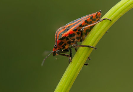 Graphosoma lineatum