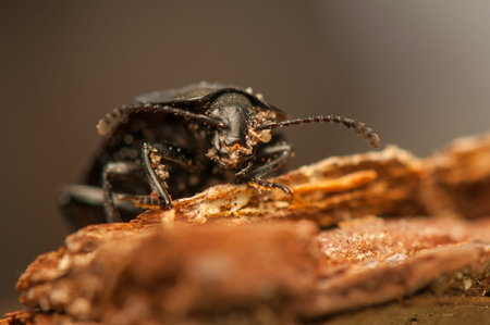 Silpha carinata