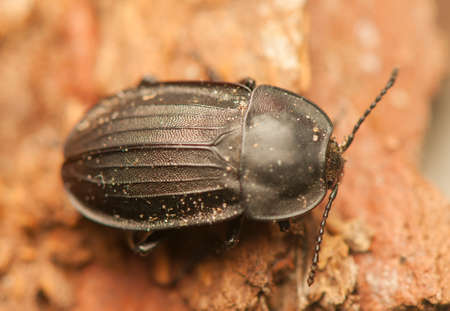 Silpha carinataの写真素材