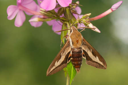 Hyles galliiの写真素材