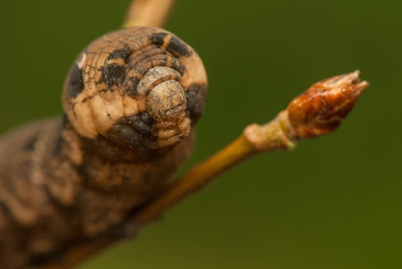 Deilephila elpenor