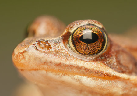 Rana temporaria