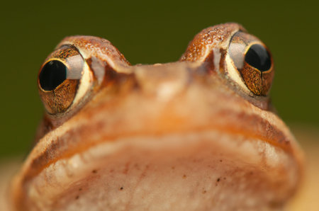 Rana temporaria