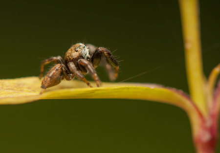 Jumping spider