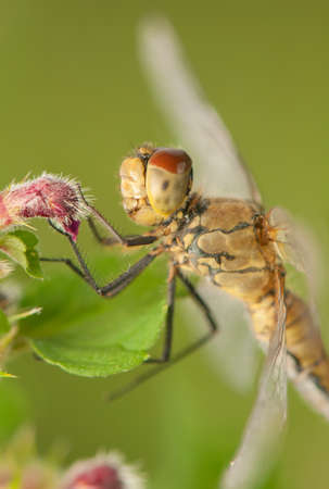 Sympetrumの写真素材