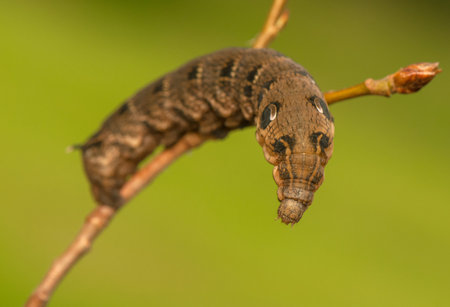 Deilephila elpenorの写真素材