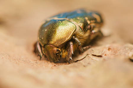 Cetonia aurataの写真素材