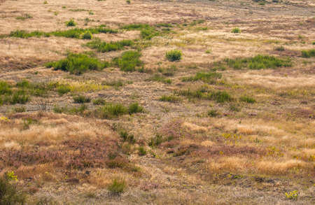 Heathlandの写真素材