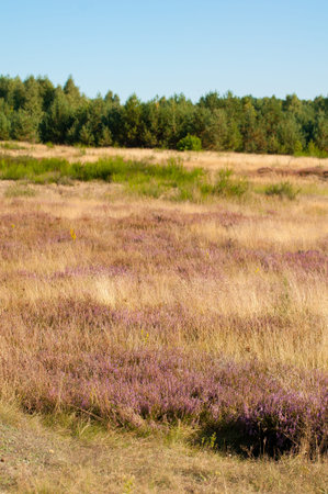 Heathlandの写真素材