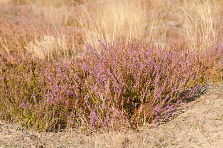 Heathlandの写真素材