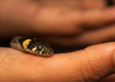 Grass snakeの写真素材