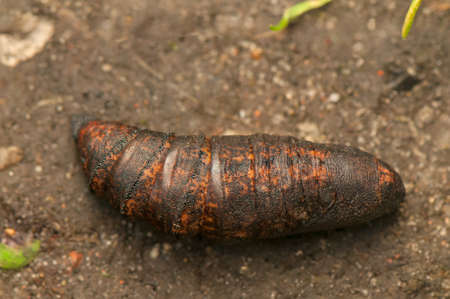 Deilephila elpenorの写真素材