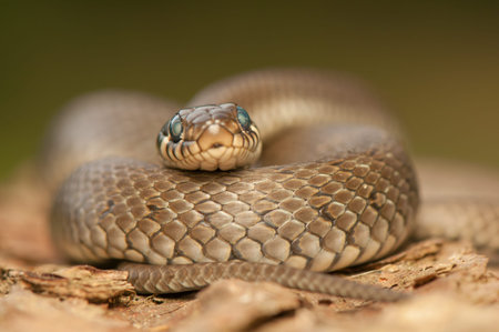 Grass snake