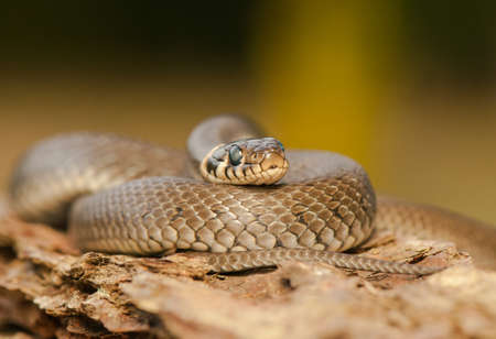 Grass snakeの写真素材