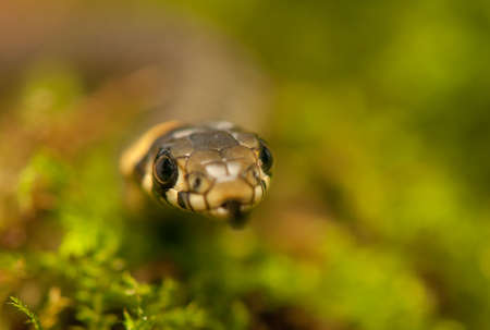 Grass snakeの写真素材