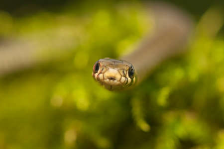 Grass snakeの写真素材
